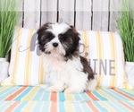 Small Photo #3 Shih Tzu Puppy For Sale in MOUNT VERNON, OH, USA