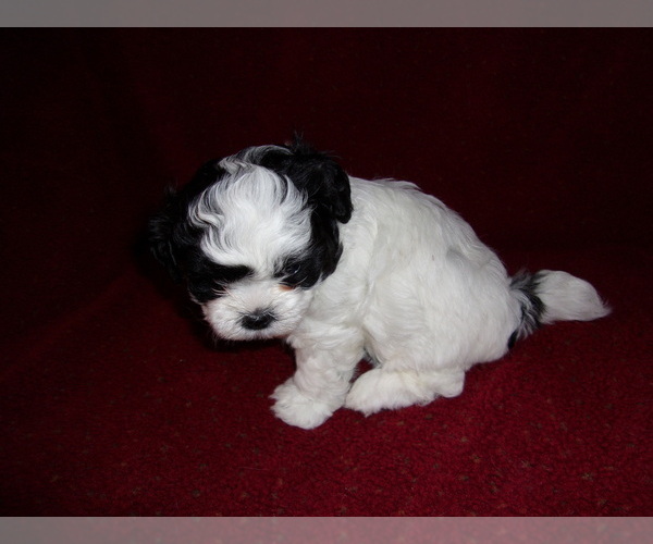 Medium Photo #2 ShihPoo Puppy For Sale in CATLETT, VA, USA