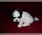 Small Photo #2 ShihPoo Puppy For Sale in CATLETT, VA, USA
