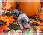 Small Photo #2 Australian Shepherd Puppy For Sale in CANTON, OH, USA