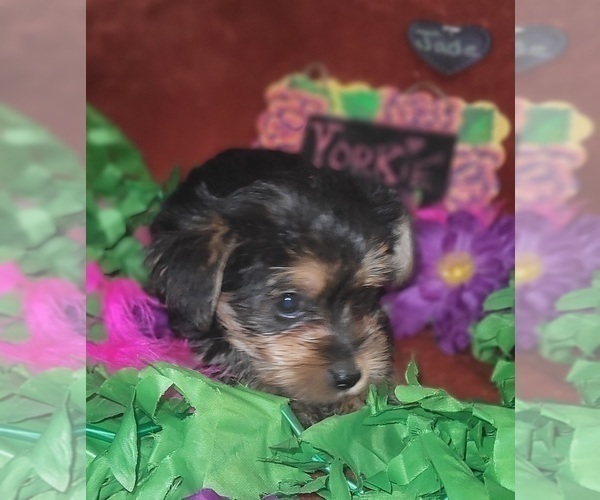Medium Photo #76 Yorkshire Terrier Puppy For Sale in AKRON, OH, USA