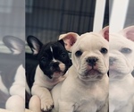 Small Photo #3 French Bulldog Puppy For Sale in LEWIS CENTER, OH, USA