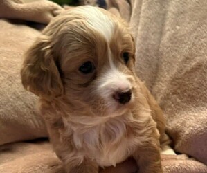 Cavachon-Cavalier King Charles Spaniel Mix Puppy for sale in VANCOUVER, WA, USA