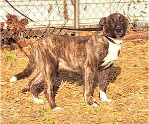 Mutt Dogs for adoption in Wetumpka, AL, USA