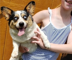 Pembroke Welsh Corgi Puppy for sale in MILTON, WI, USA