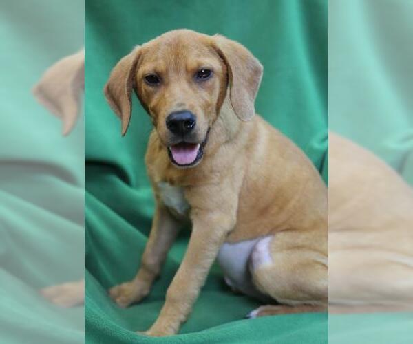 Medium Photo #4 Beagle-Unknown Mix Puppy For Sale in Wakefield, RI, USA