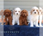 Small #1 Cavapoo