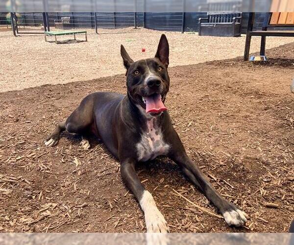 Medium Photo #2 Mutt Puppy For Sale in Orange, CA, USA