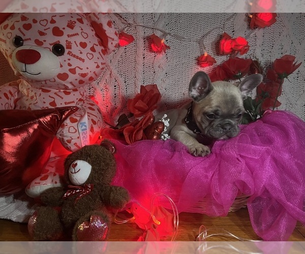 Medium Photo #11 French Bulldog Puppy For Sale in NEW BEDFORD, MA, USA