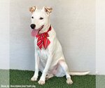 Small #2 American Staffordshire Terrier-Labrador Retriever Mix