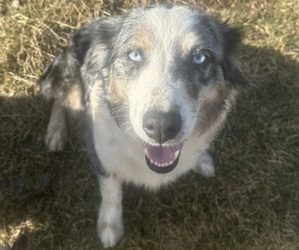 Mother of the Australian Shepherd puppies born on 01/10/2026