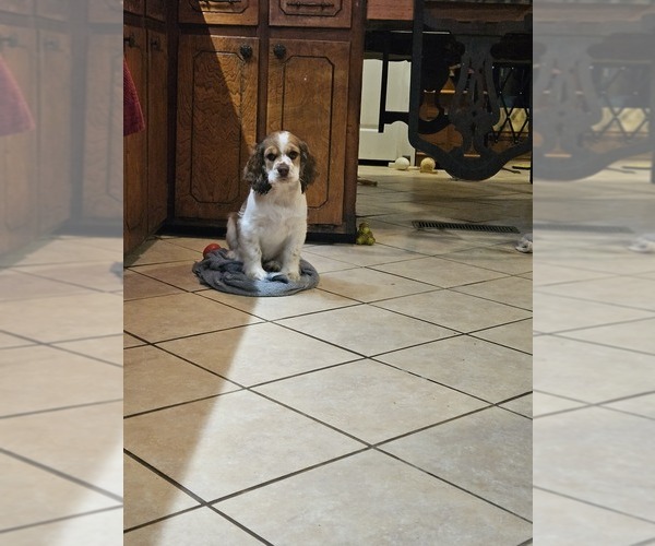 Medium Photo #3 Cocker Spaniel Puppy For Sale in FANCY GAP, VA, USA