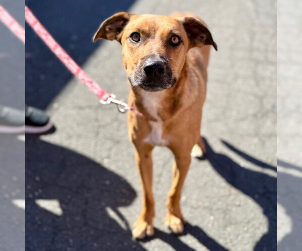 Medium Photo #6 Black Mouth Cur-Unknown Mix Puppy For Sale in Canton, CT, USA
