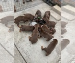 Small Photo #17 Doberman Pinscher Puppy For Sale in HIALEAH, FL, USA