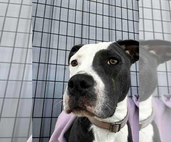 Medium Photo #1 Mutt Puppy For Sale in Evansville, IN, USA