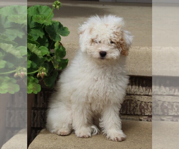 Medium Photo #3 Poodle (Miniature) Puppy For Sale in FREDERICKSBURG, OH, USA