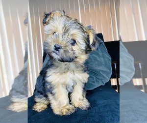 YorkiePoo Puppy for sale in SAN BERNARDINO, CA, USA