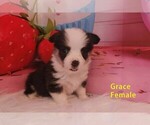 Puppy Grace Pembroke Welsh Corgi