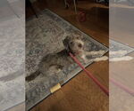 Small #1 Mutt