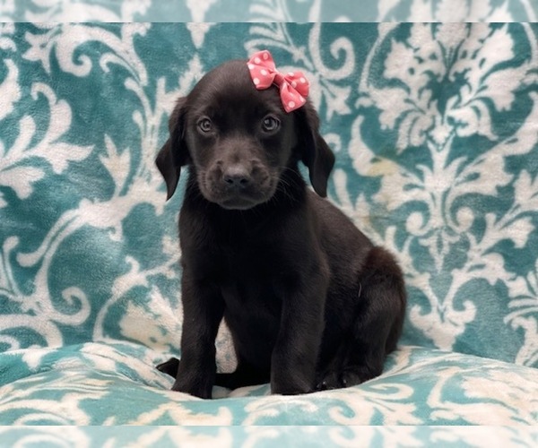 Medium Photo #8 Labrador Retriever Puppy For Sale in LAKELAND, FL, USA