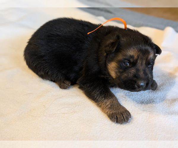 Medium Photo #6 German Shepherd Dog Puppy For Sale in OAK GROVE, OR, USA