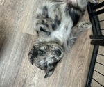 Small #23 Goldendoodle