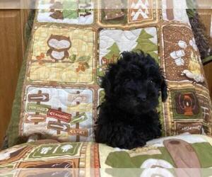 Poovanese Puppy for sale in SHILOH, OH, USA