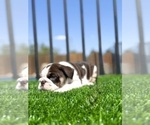 Small #4 English Bulldog