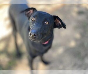 Shepradors Dogs for adoption in Waco, TX, USA