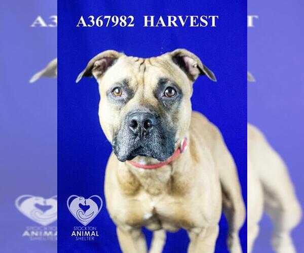 Medium Photo #1 American Pit Bull Terrier Puppy For Sale in Stockton, CA, USA