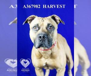 American Pit Bull Terrier Dogs for adoption in Stockton, CA, USA
