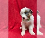 Small #2 Australian Shepherd