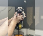 Small Photo #11 Frenchie Pug Puppy For Sale in FAIRMONT, WV, USA