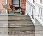 Small Photo #1 German Shepherd Dog Puppy For Sale in MILLERSTOWN, PA, USA