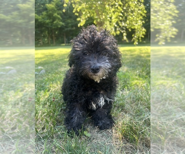 Medium Photo #23 Poodle (Miniature) Puppy For Sale in DURHAM, CT, USA