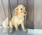 Small Photo #3 Irish Doodle Puppy For Sale in GOSHEN, IN, USA