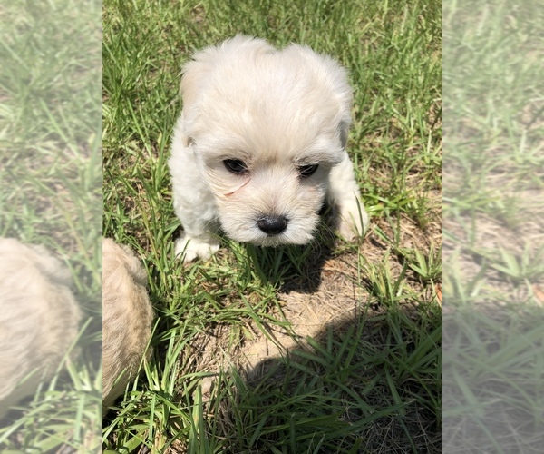 Medium Photo #8 Maltipoo Puppy For Sale in OCALA, FL, USA