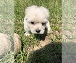 Small Photo #8 Maltipoo Puppy For Sale in OCALA, FL, USA
