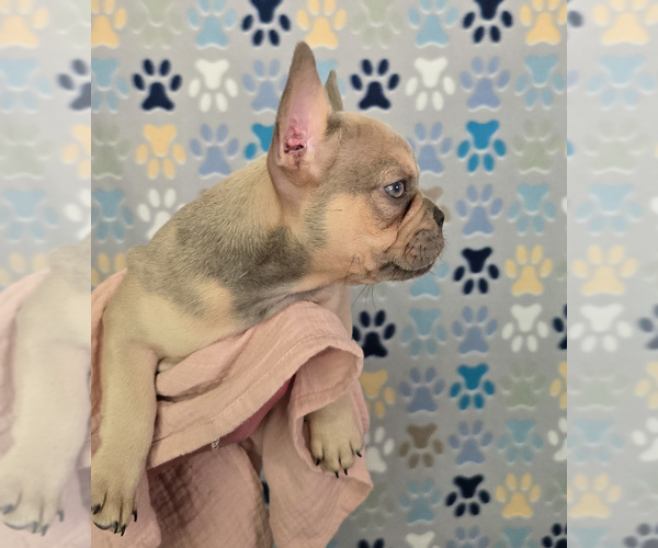 Medium Photo #11 French Bulldog Puppy For Sale in SPRING, TX, USA