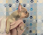 Small Photo #4 French Bulldog Puppy For Sale in SPRING, TX, USA