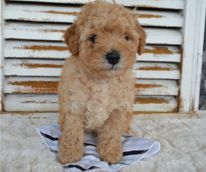 Poodle (Miniature) Puppy for sale in HONEY BROOK, PA, USA