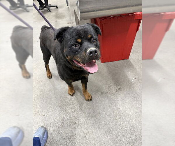 Medium Photo #1 Rottweiler Puppy For Sale in Forestville, MD, USA