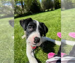 Small #1 Anatolian Shepherd