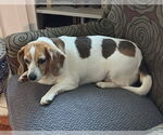 Small #4 Beagle