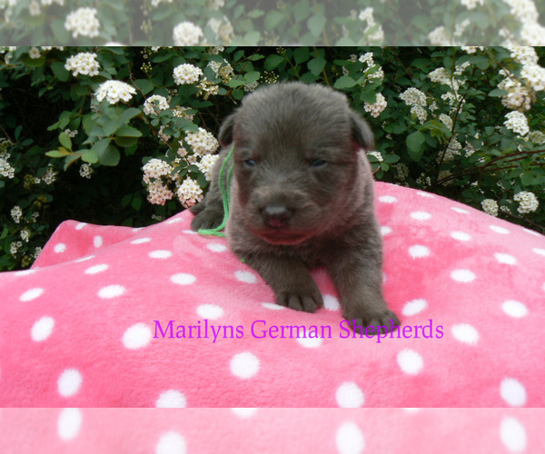 Medium Photo #6 German Shepherd Dog Puppy For Sale in PIEDMONT, MO, USA