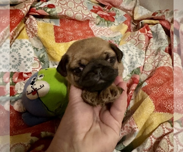 Full screen Photo #2 Pug Puppy For Sale in GLASGOW, KY, USA