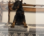 Small Photo #21 Doberman Pinscher Puppy For Sale in SAMSON, AL, USA