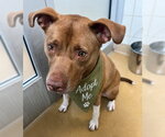 Small #1 American Pit Bull Terrier