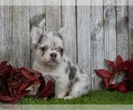 Small #1 French Bulldog