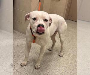 Mutt Dogs for adoption in Conroe, TX, USA